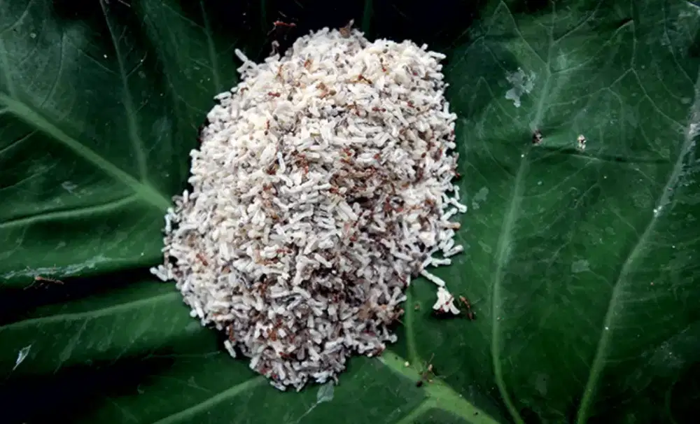 Kroto (pakan burung kicau)