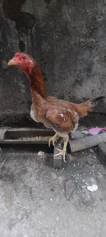 Ayam bangkok biang