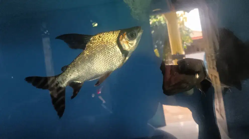 Jual ikan rff size 20-+cm