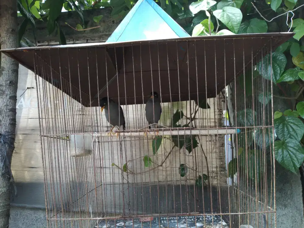 BURUNG JALAK KEBO/HITAM