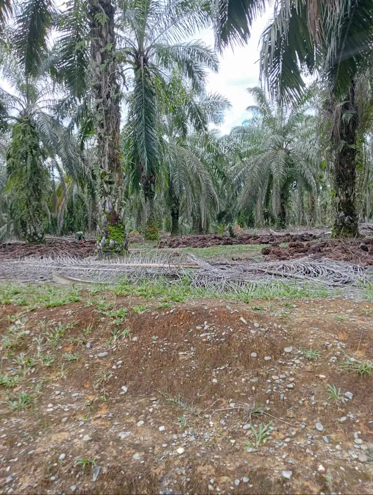 Dibutuhkan segera supir pribadi