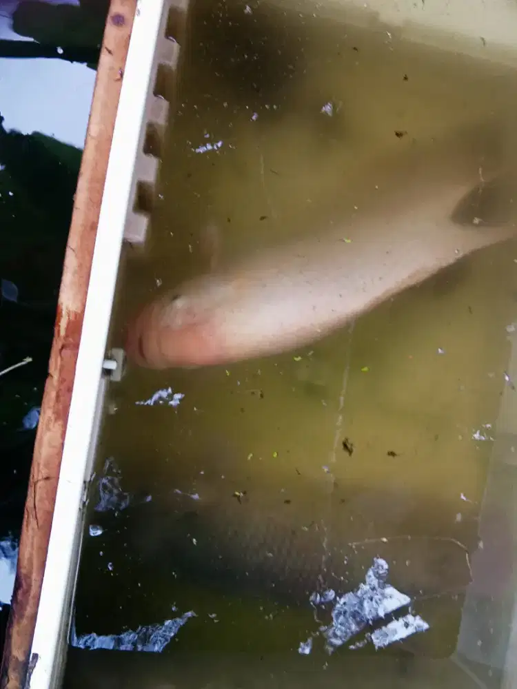 Ikan gurame indukan gurame gurame padang