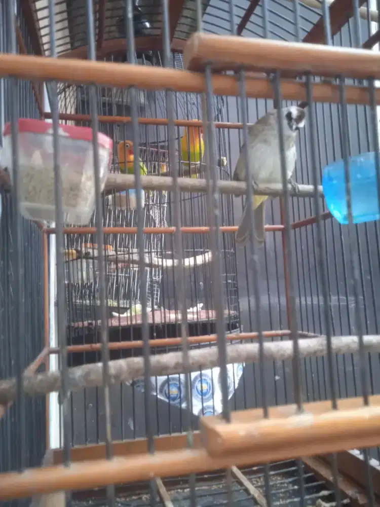 Bantu teman jual crukcuk gacor jinak ,no minus jual burja 200.