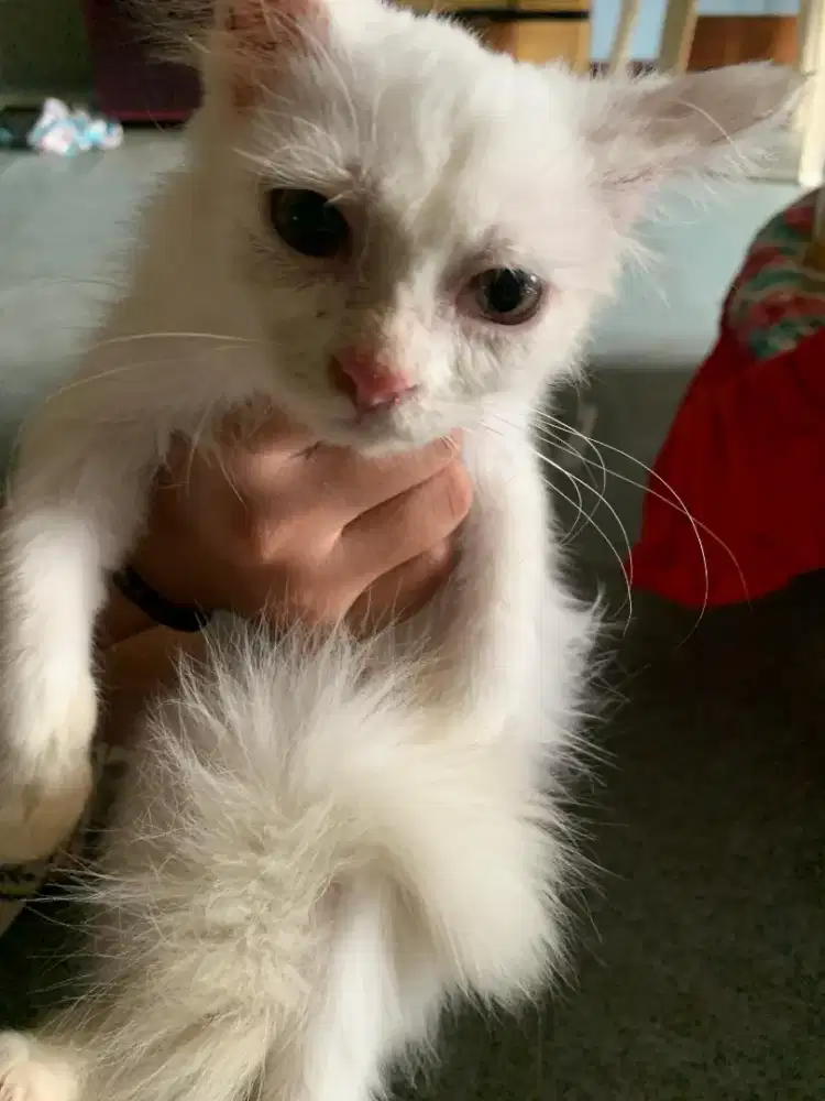 lepas adopsi kucing persia,nego