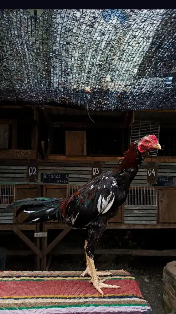 Ayam Bangkok selatan