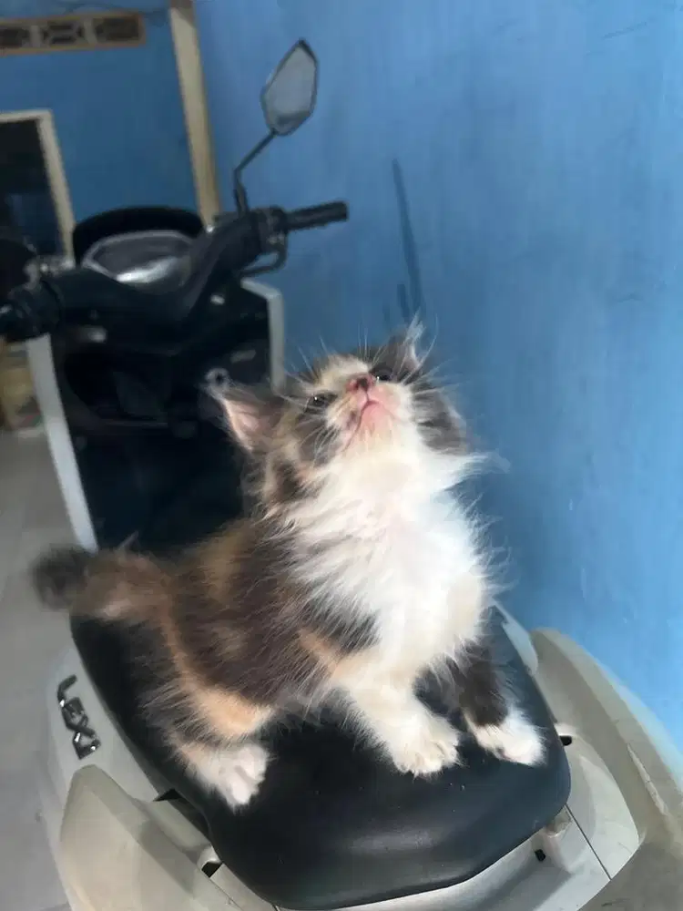 Kitten mix maincoone