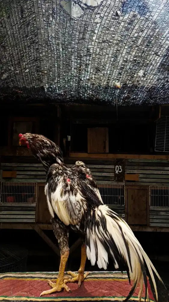 Ayam Bangkok selatan