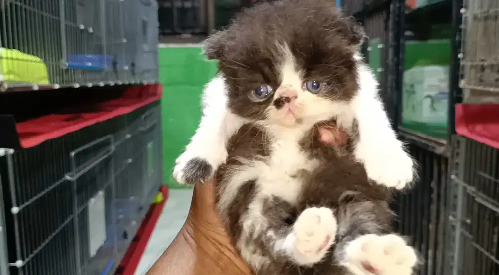 Anakan Kucing Peaknose/Kitten Peaknose Longhair JANTAN