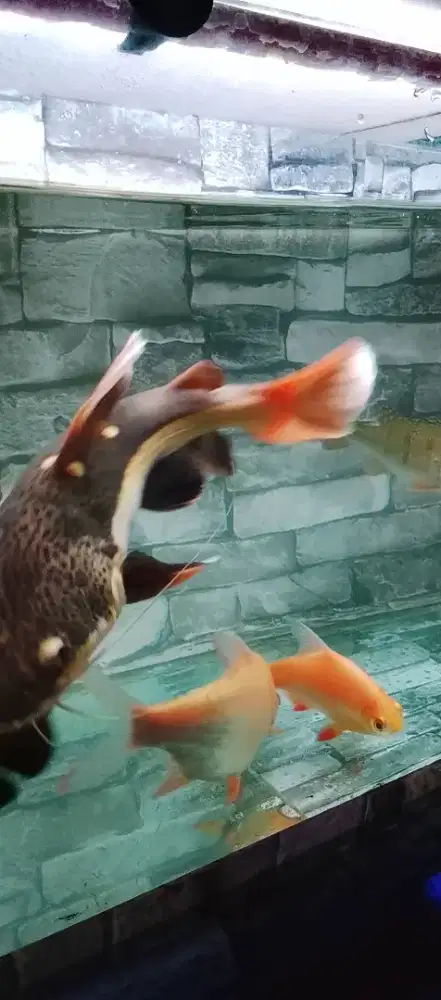 RTC, Oscar Tiger dan tembaga,