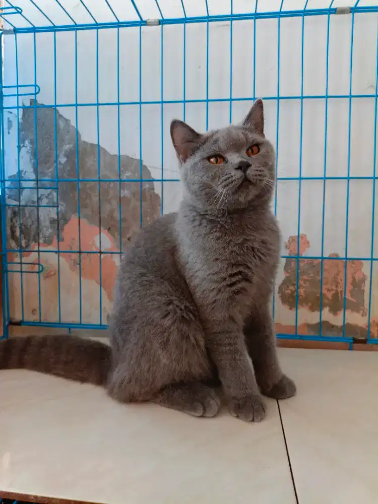 BSH BritishShorthair Jantan Usia 7 Bulan Up Non PED Vaksin