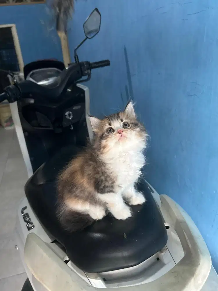 Kitten mix maincoone