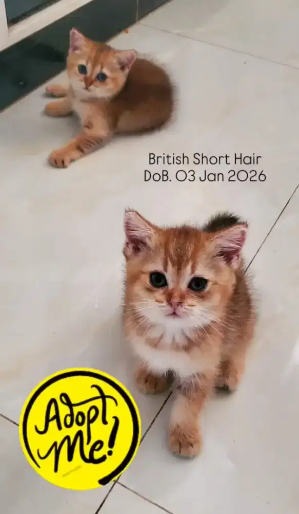 Kucing British Short Hair Kitten