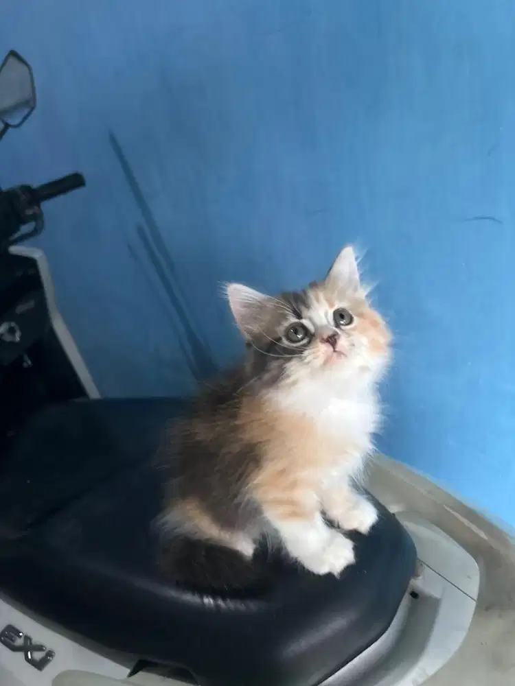 Kitten mix maincoone