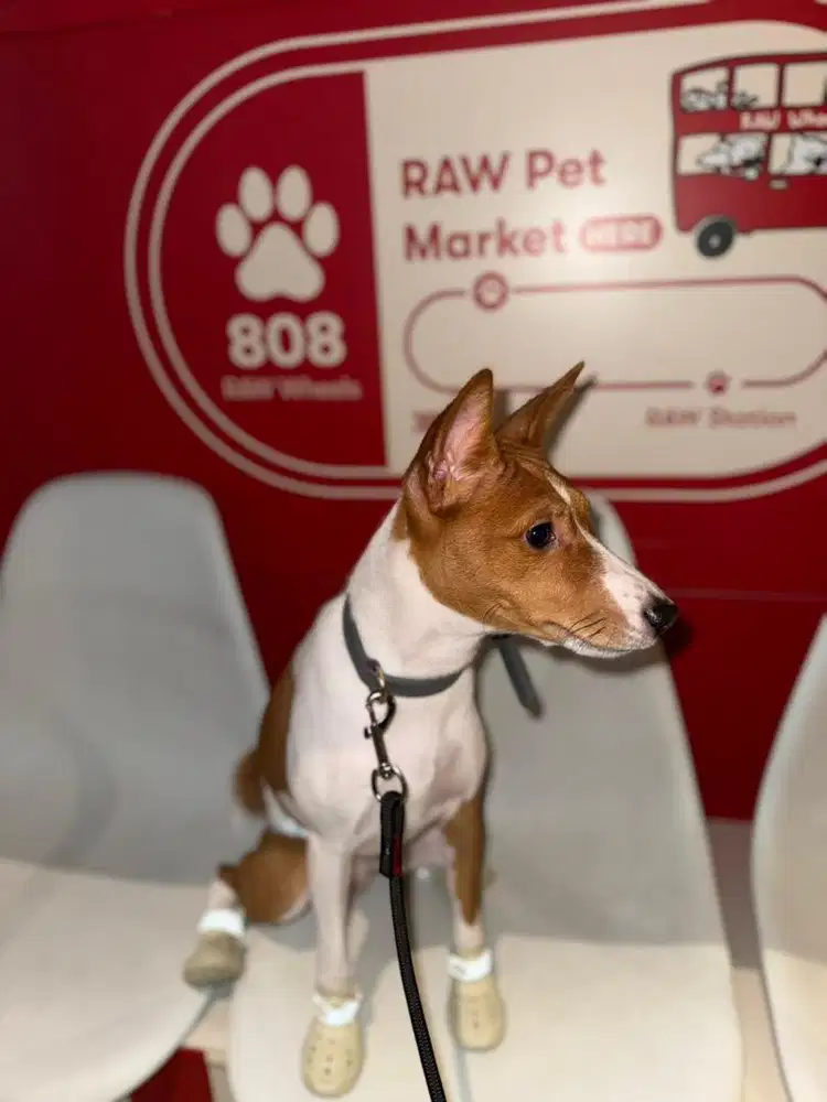Open Adopt Anjing Basenji , khusus pecinta anjing