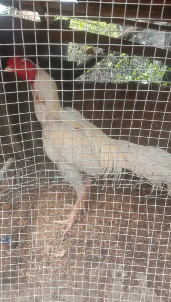 Jual ayam Siam  jantan