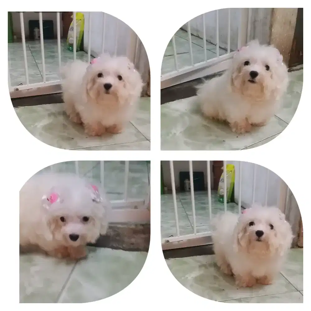 maltis jantan 5 bulan stb vaksin