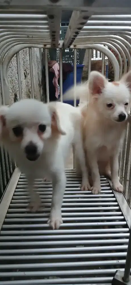 Anakan minipom Janntan