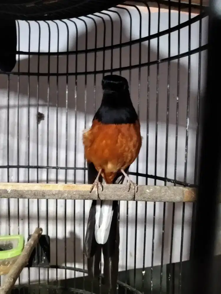 MURAI BATU ACEH SEHAT DAN LINCAH.