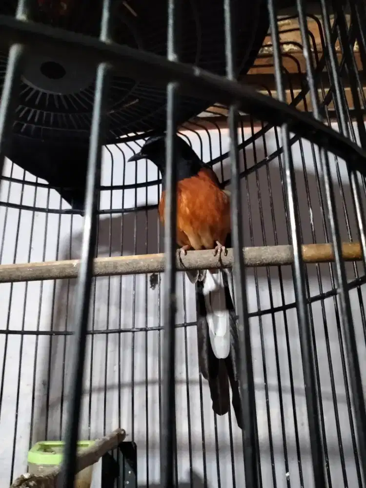 MURAI BATU ACEH SEHAT DAN LINCAH.