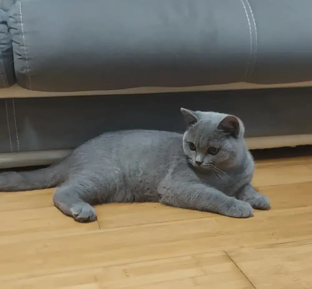 Bsh blue solid female