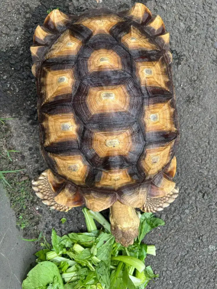 Sulcata Sehat 43cm