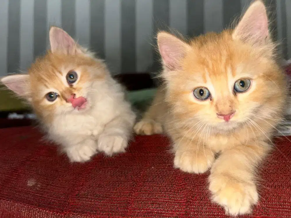 Kitten betina mixdom