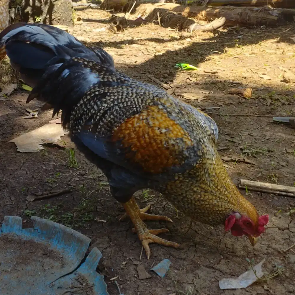 Pacek Ayam jago bisa kawin duduk / todong