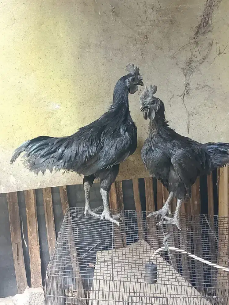 Ayam Cemani Jantan jago