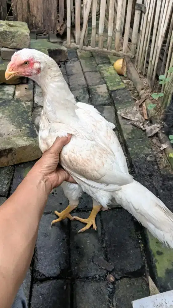 Ayam betina cross Aseel parrot vs Samo