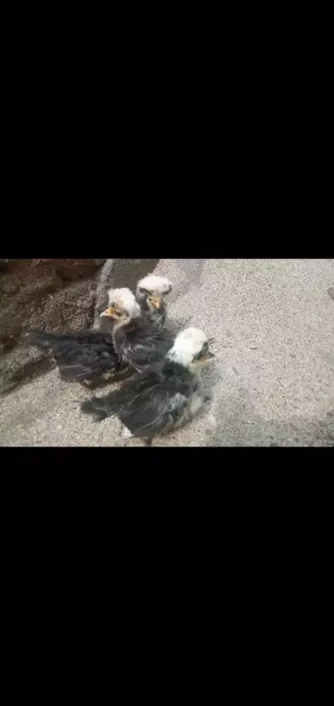 Ayam Poland white crested