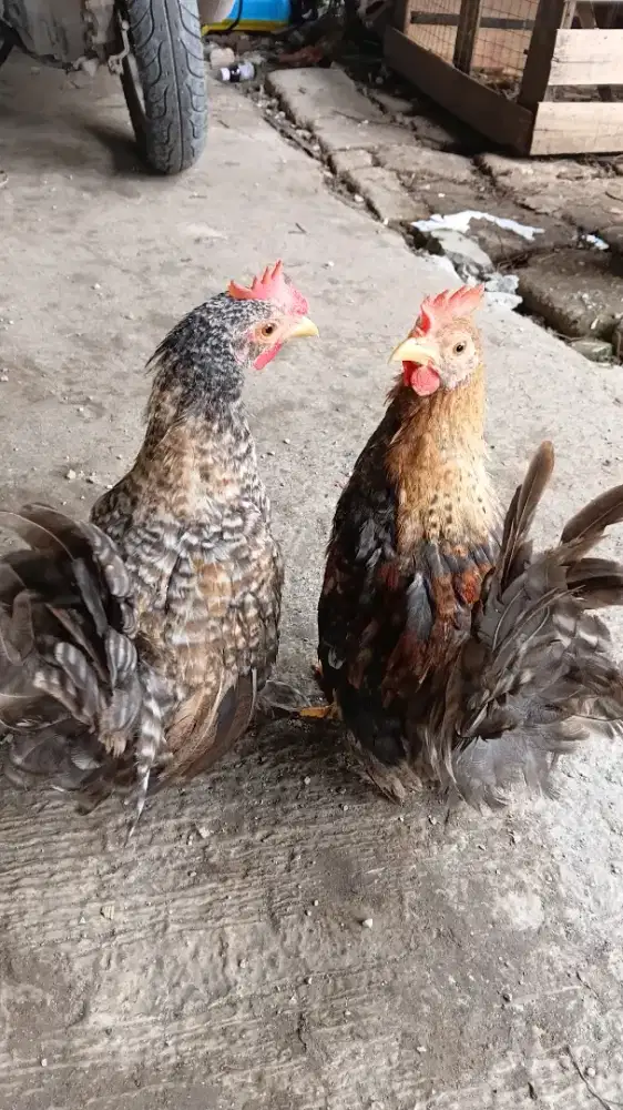 Ayam Kate SNI jantan