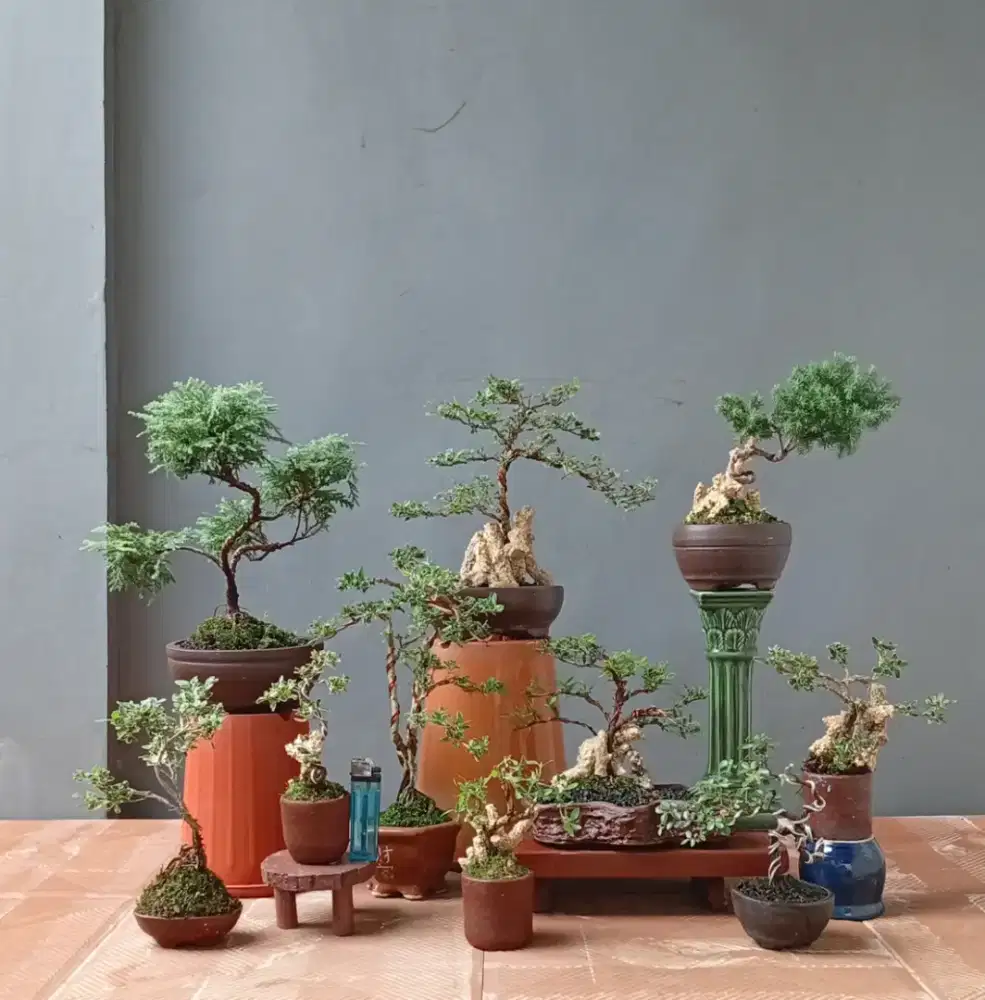 Mame bonsai murah 10 pohon