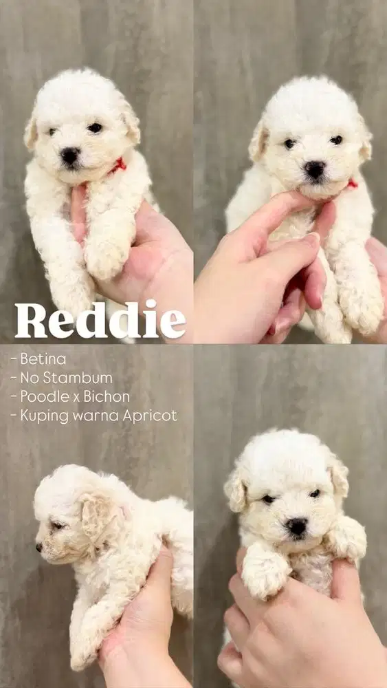 jual anak anjing poochon Poodle x bichon puppy