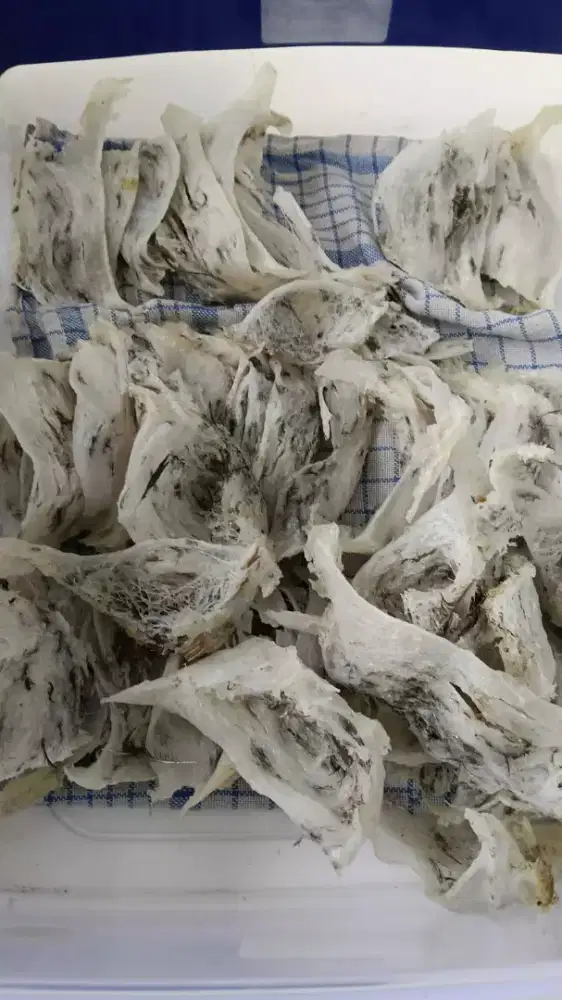 Dibuka Lowongan Kerja Walet