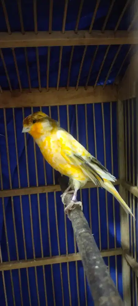 Burung kenari F1 rasmi