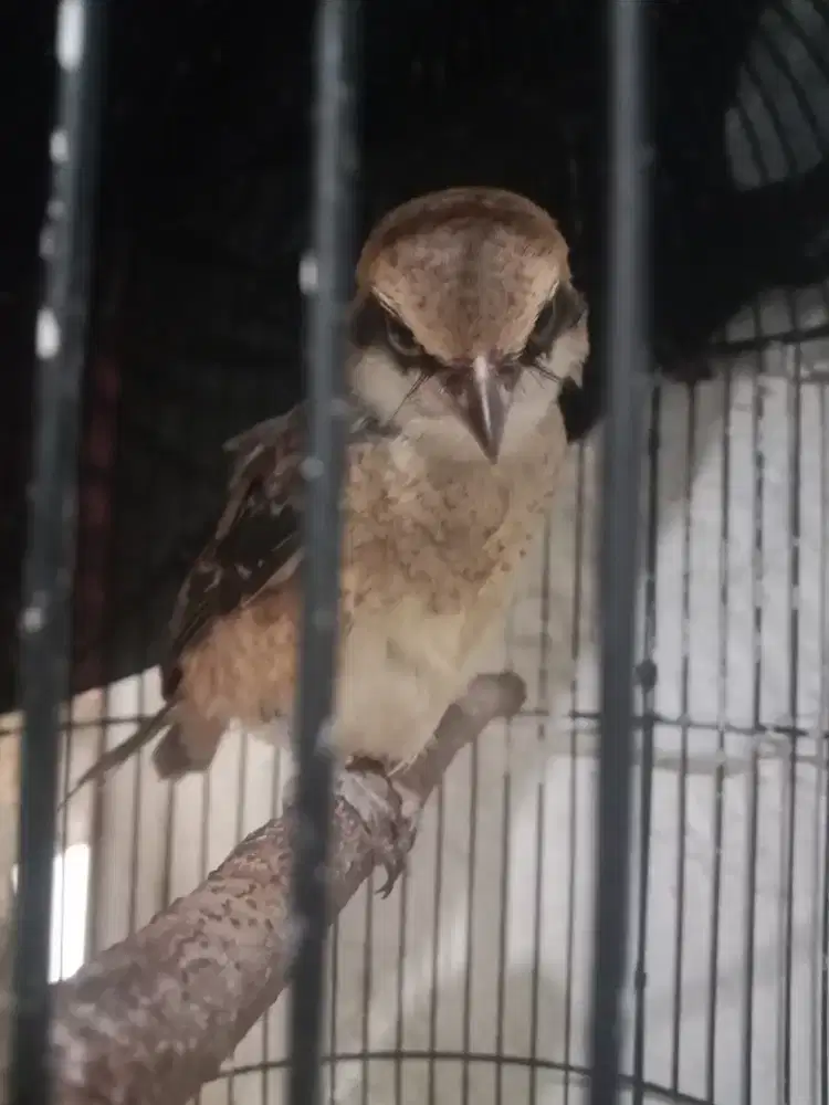 Burung cendet jatim paud