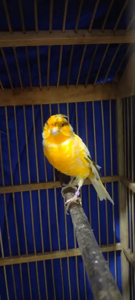 Burung kenari F1 rasmi