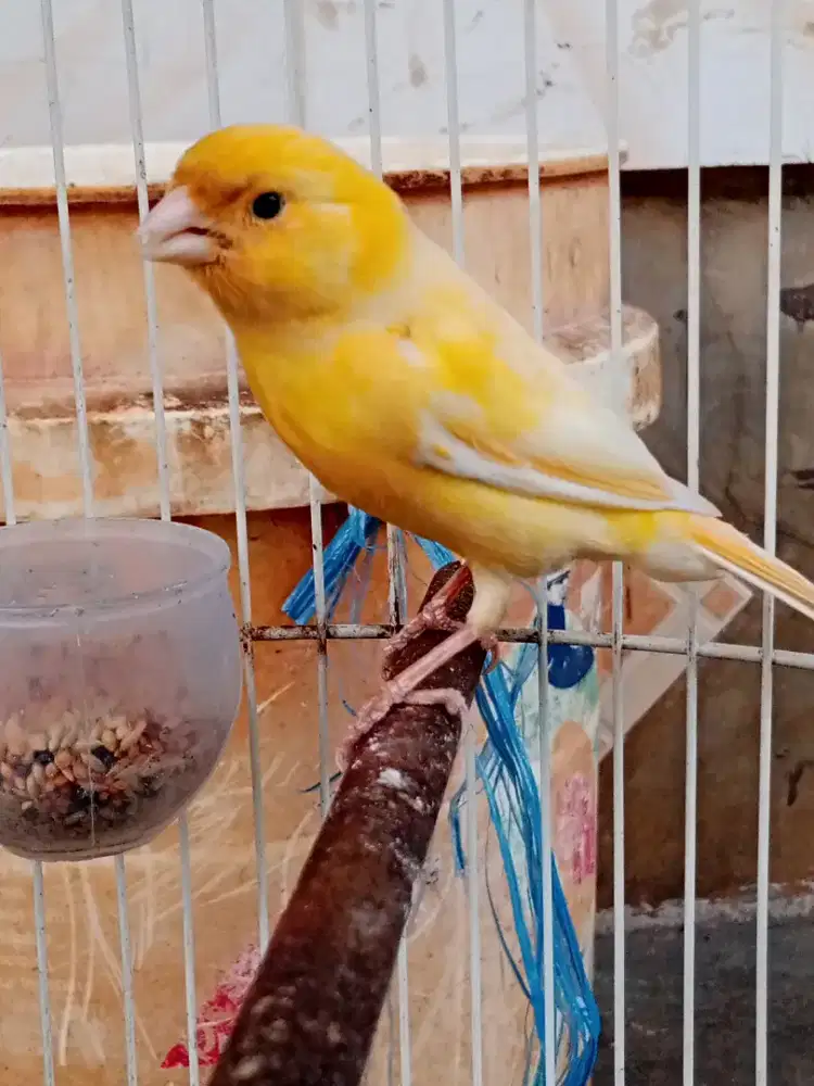 Burung kenari love gacor fullset