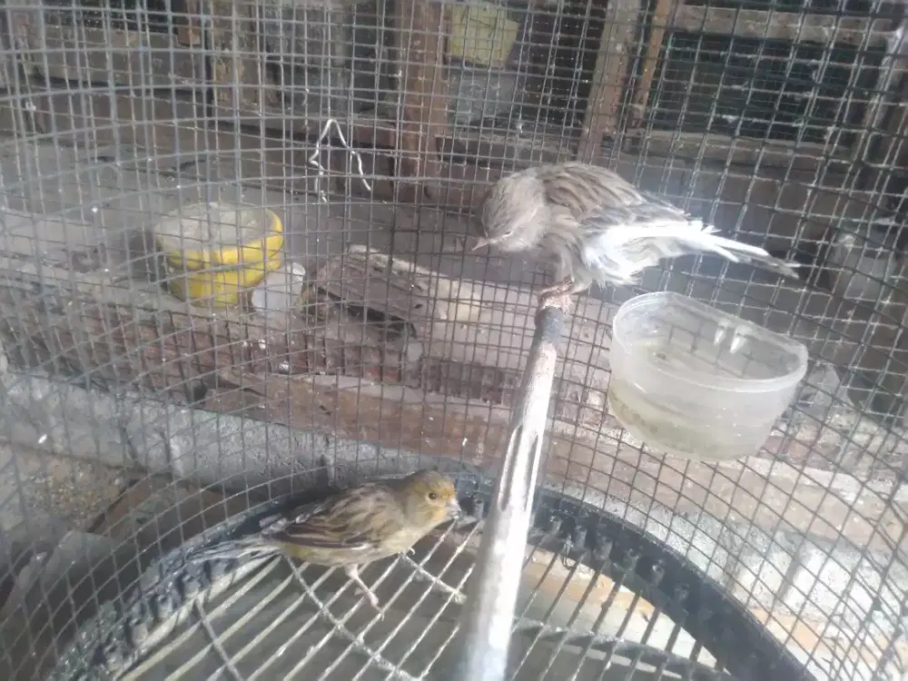 Kenari betina siapan