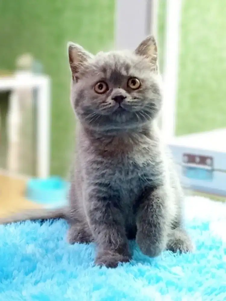 British Shorthair kitten