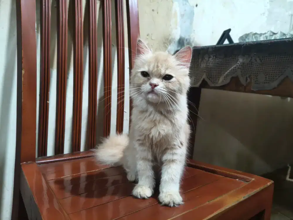 Anak Kucing  kitten Persia 3 bulan