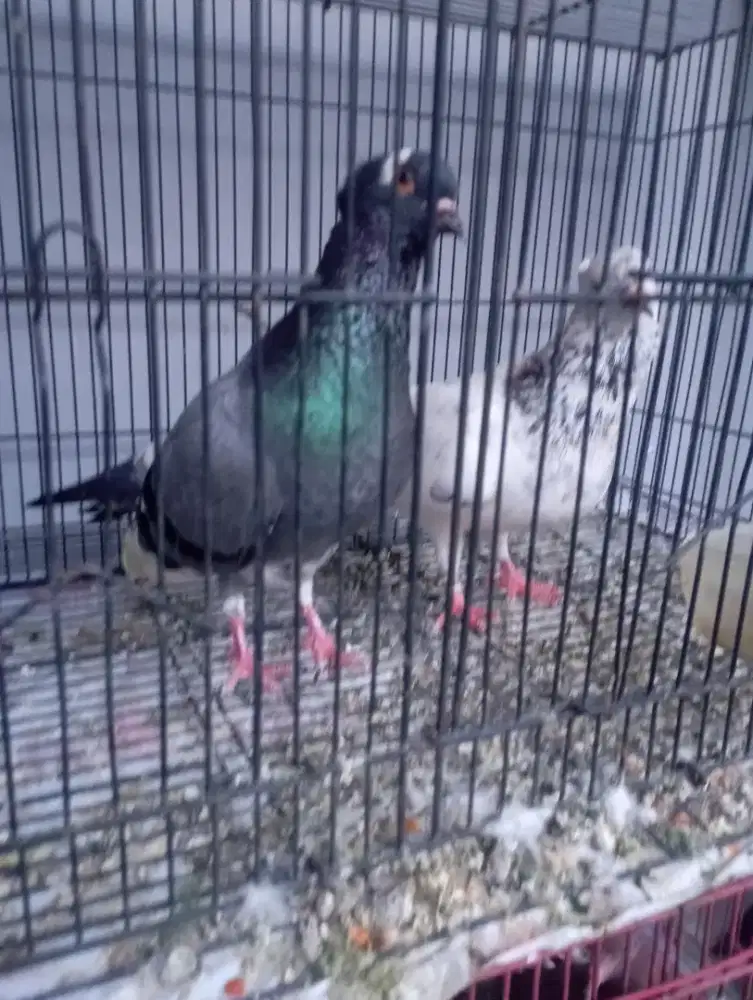 Sepasang Merpati tomprang