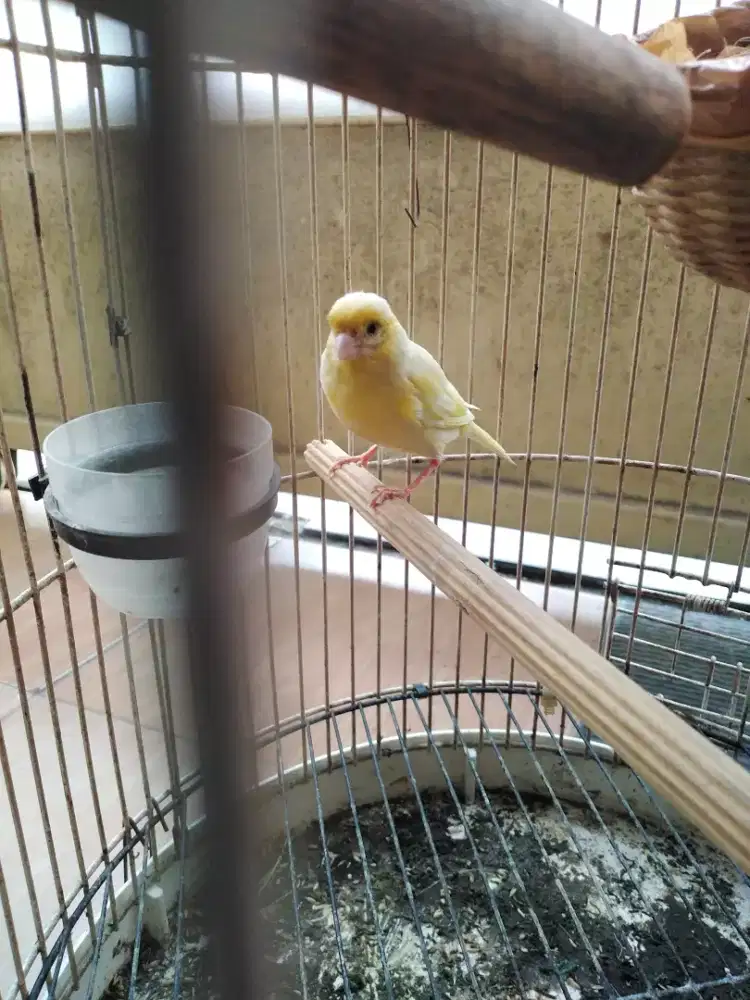 Burung Kenari Betina Kuning