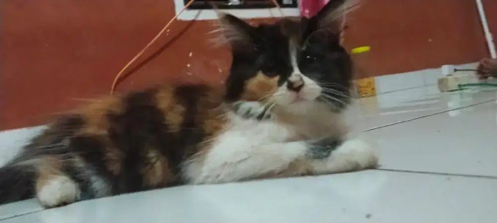 Lepas adopsi anak anggora betina