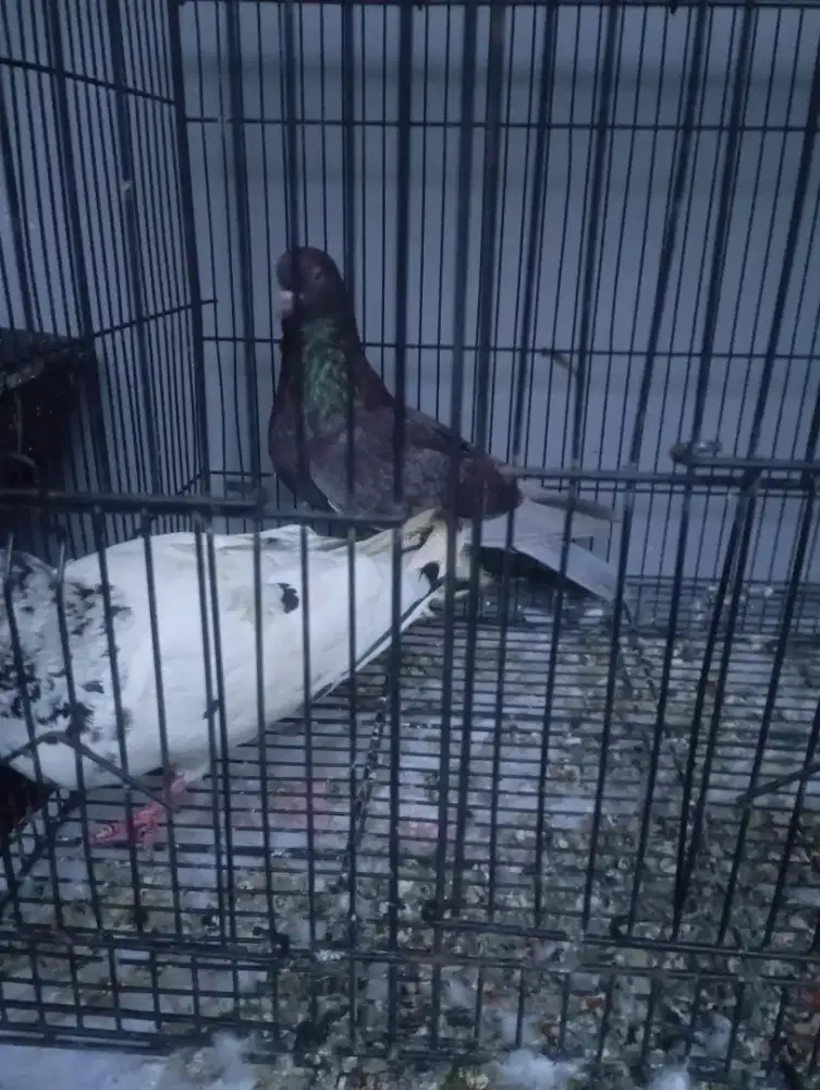 Sepasang Merpati kolong