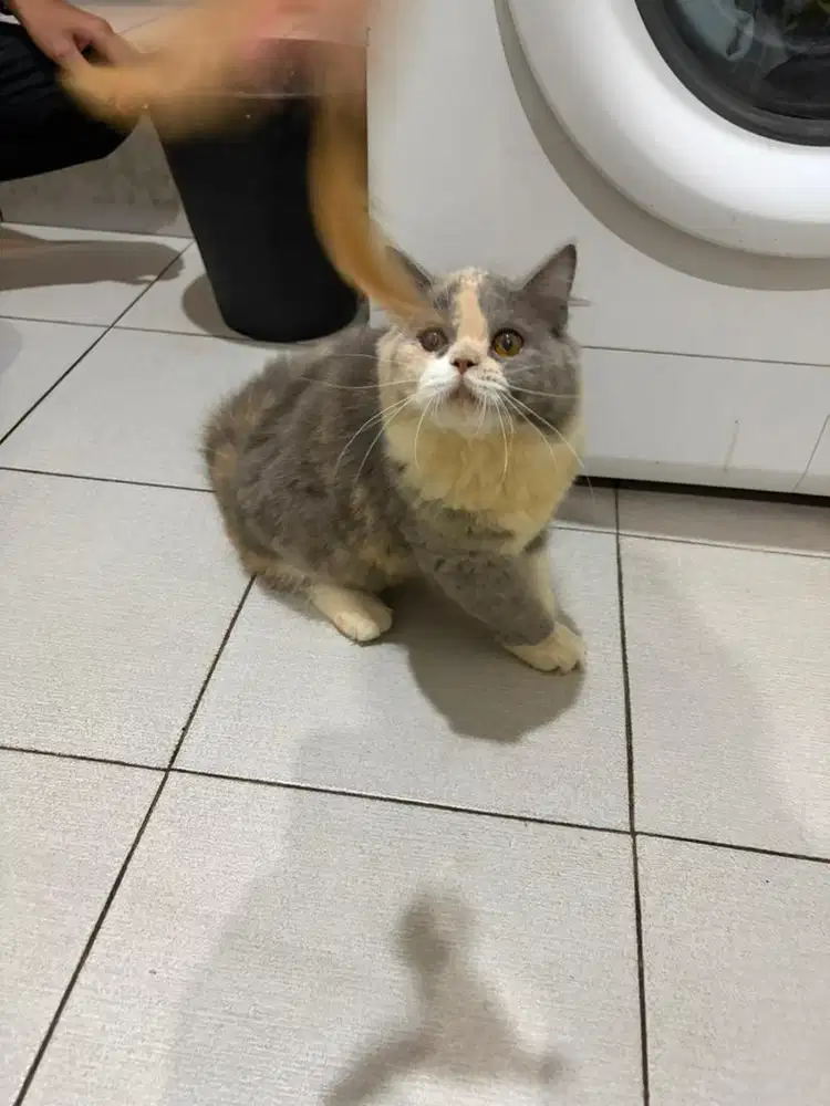 Kitten Persian Tricolour Betina