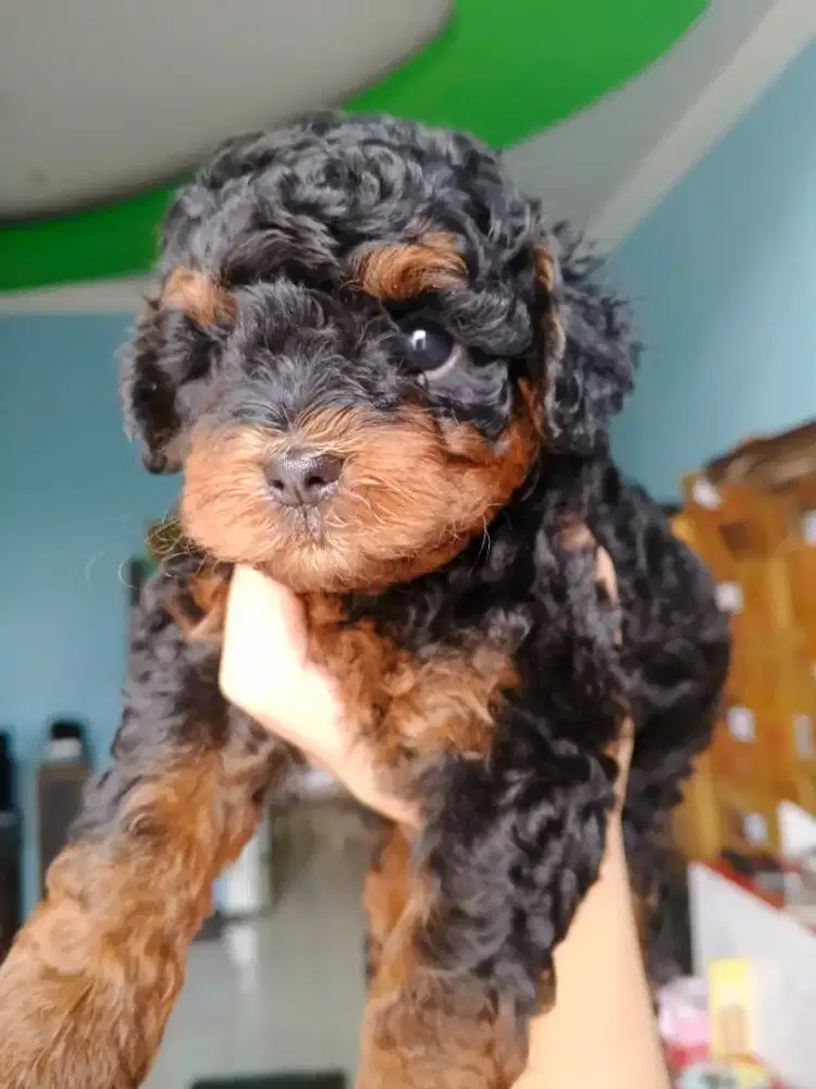 Anak anjing (Poodle x shitzu)