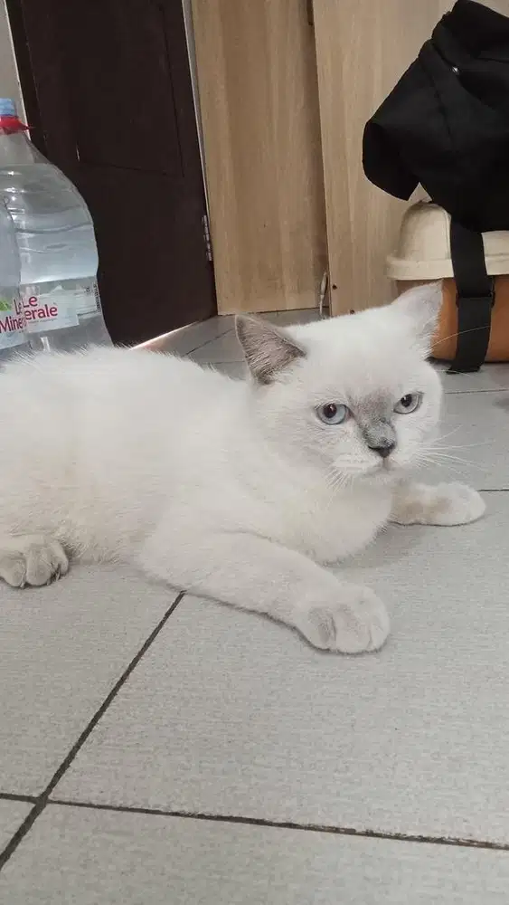Himalayan Bsh Kitten