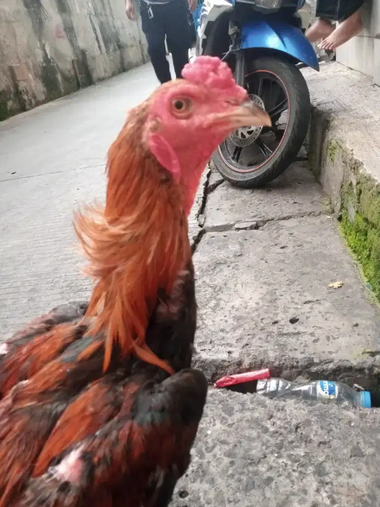Ayam bangkok muda