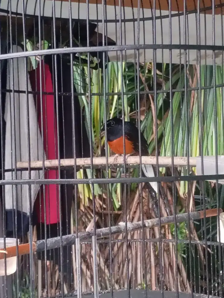 Murai batu ekor panjang 18 ekor nya